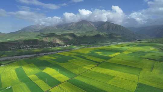 青海祁连县夏塘村油菜花乡村田园航拍风光