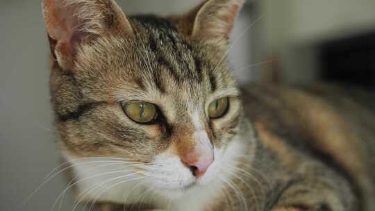 可爱美丽的虎斑猫小猫的肖像猫特写的家养宠