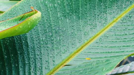 雨中香蕉叶 雨中芭蕉叶 0031