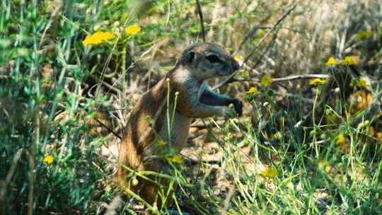 以黄色花朵为食的南非地松鼠。绿草中的特写