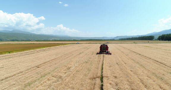 蓝天白云下新疆农业大丰收收割机在麦田忙碌