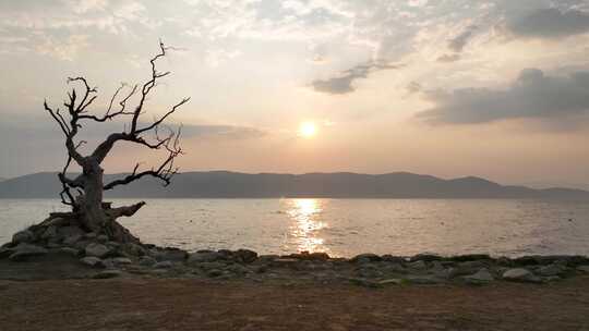 洱海远景前推呼吸感湖边枯树日出景色