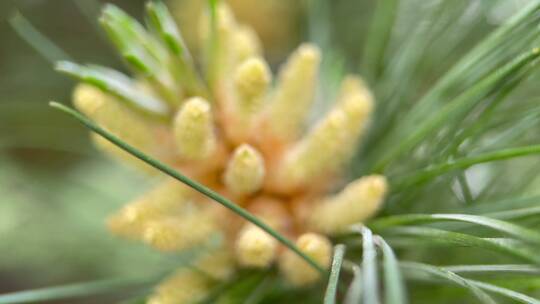 松花粉微距松针植物松子松花