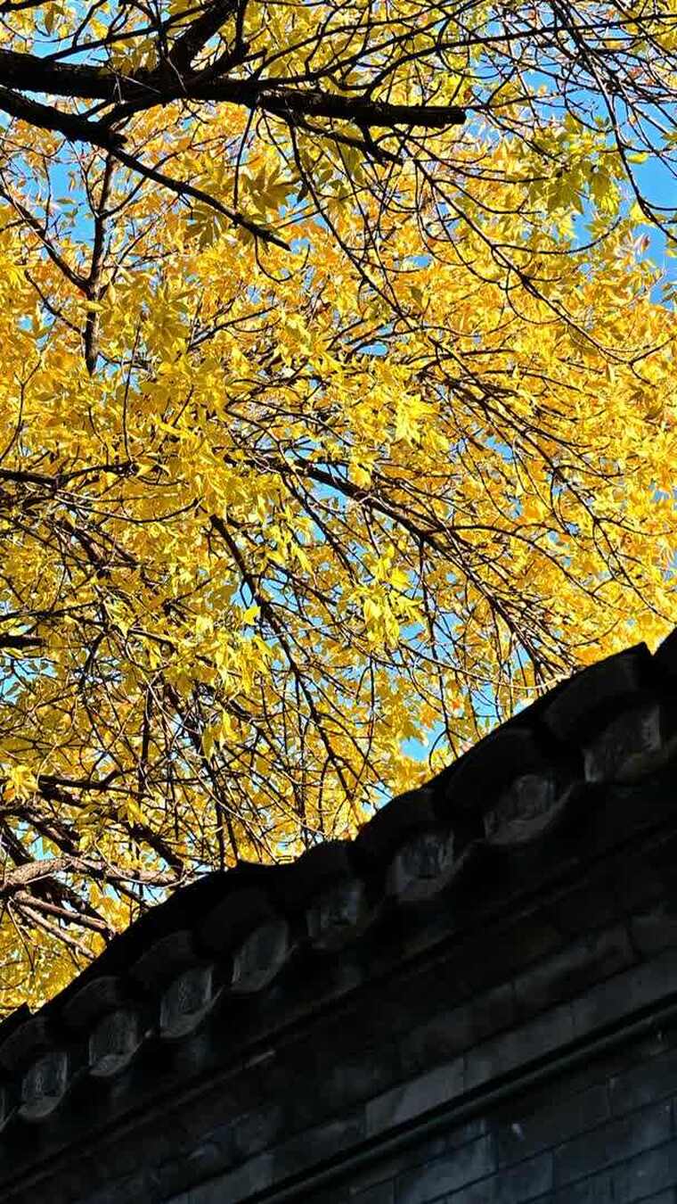 北京金色秋天街景