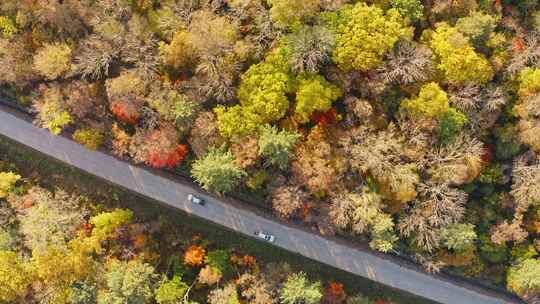 航拍东北秋季树林与道路交通汽车