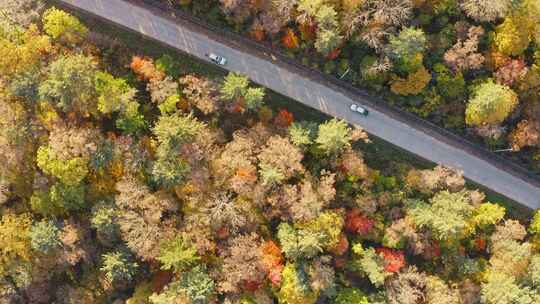 航拍俯拍东北秋季森林中的道路车流