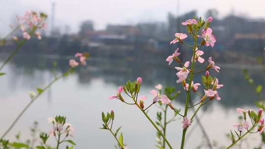 河边小白花