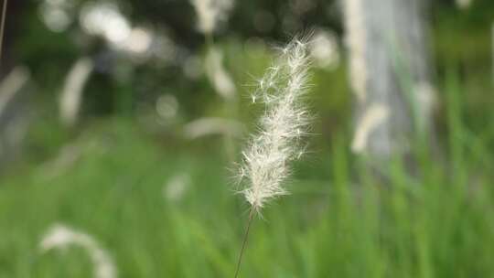 草地上的芦苇随风飘动带来夏日的气息