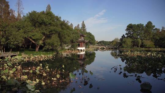 杭州西湖景区曲院风荷风景