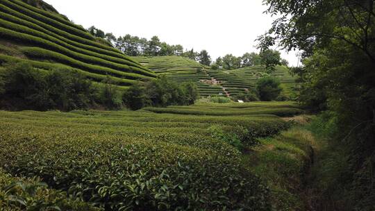 武夷山 武夷山茶 茶园 茶基地