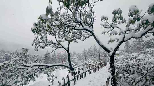 华顶森林公园雪景的杜鹃园与舞彩龙