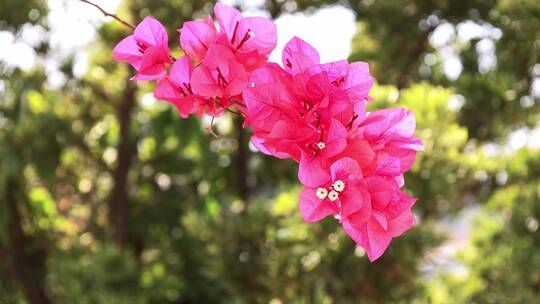 唯美的鲜花 深圳市花