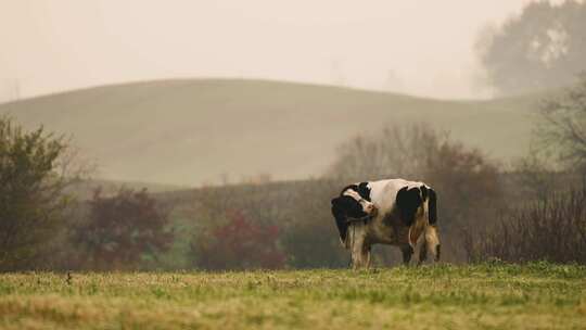 牧场奶牛天然奶牛食用干草和青贮饲料视频素材模板下载