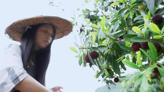 女性农民在果园采摘杨梅