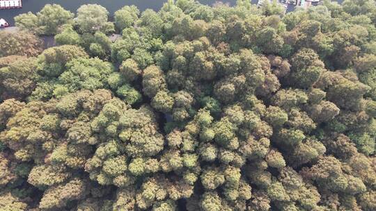 航拍秋天红木杉植物树叶杭州西湖植物园