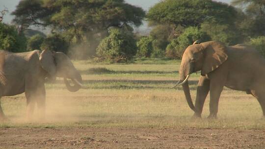 大象在上互相争斗