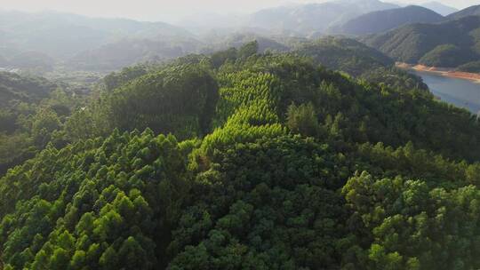 无人机航拍森林景观