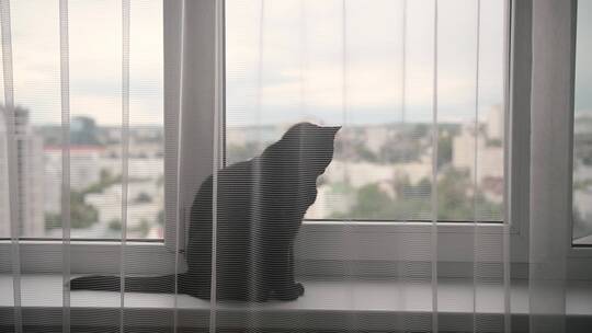 窗边晒太阳的猫视频素材模板下载