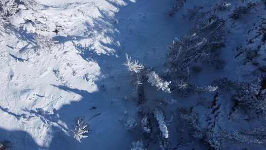 新疆喀纳斯雪景-树影雪地前行