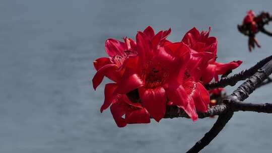 水边盛开的红色木棉花
