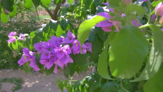 粉色夏花（九重葛）树枝特写。紫色花朵和绿