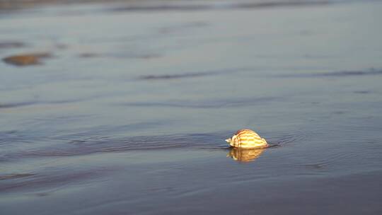 阳光沙滩下海螺贝壳海水浪花海滩沙子夕阳光