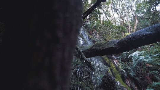 森林中的瀑布视频素材模板下载