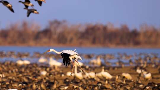 飞翔的白鹤、鄱阳湖候鸟视频