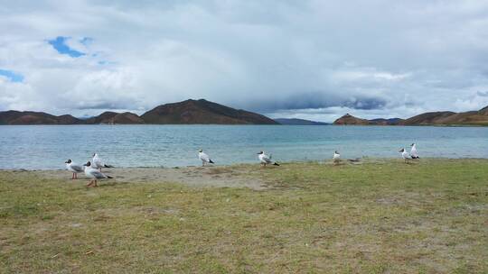 航拍羊卓雍措湖岸的海鸥