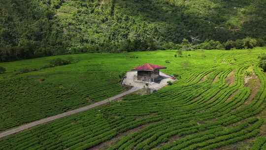 西藏林芝墨脱县果果塘茶叶种植航拍自然风光