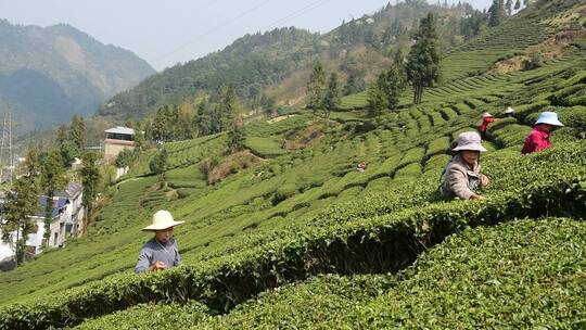 茶叶茶绿茶采茶茶山春茶茶园4K实拍视频素材模板下载