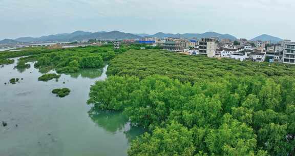 盐洲红树林保护区惠东候鸟白沙村