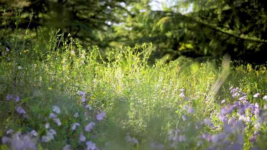 绿色森林草坪植物野花二月兰紫色视频素材