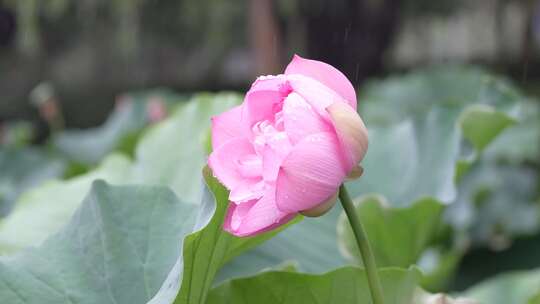 夏日唯美雨中荷花荷叶荷池荷塘雨荷4K素材