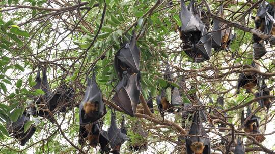 挂在树枝上的蝙蝠马来亚蝙蝠或“莱尔的飞狐
