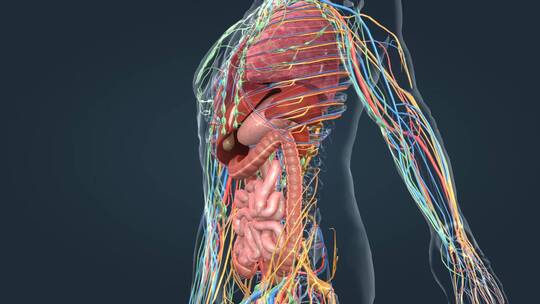 医学人体解剖肺脏肝脏心脏肠胃人体奥秘视频素材模板下载