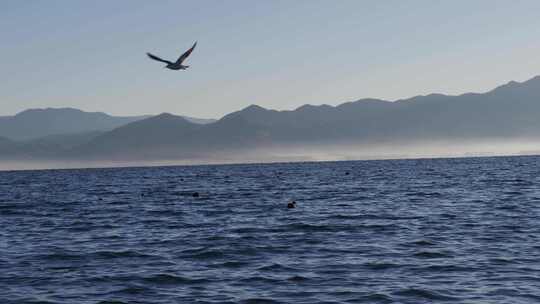 海鸥鸟类飞翔湖面雾气缭绕