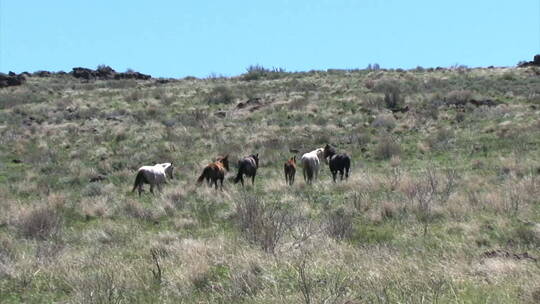 野马和驴子在牧场吃草
