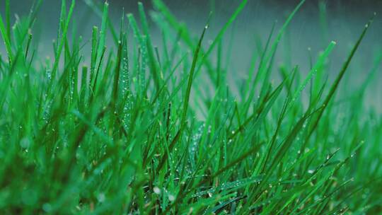 雨水落在青草上