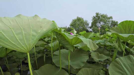 荷花塘 莲藕 湿地环境 湖水养殖 水产