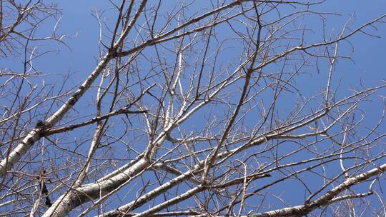 4K北方冬天光秃秃的树枝树干空镜头