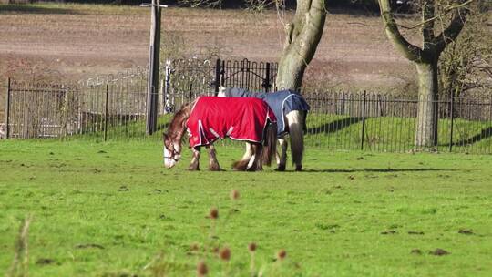 两匹马在草地上玩耍视频素材模板下载