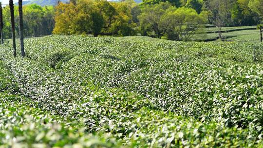 浙江省杭州市茅家埠的龙井茶茶园