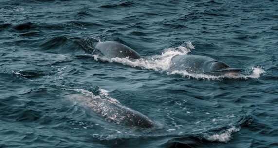 冰川极地海洋生物