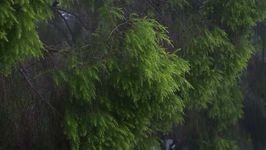 下雨天空镜