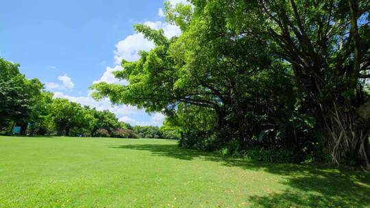 夏天蓝天白云阳光草坪草地绿地树林森林公园