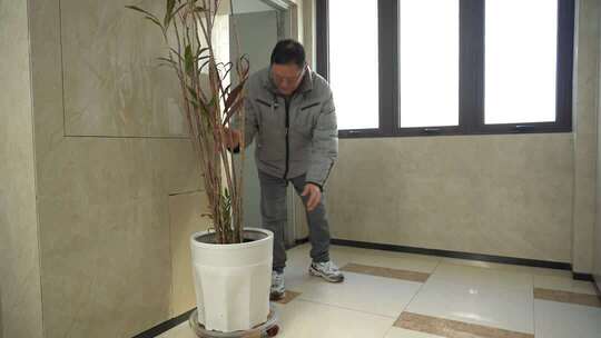 男子室内打理盆栽绿植画面
