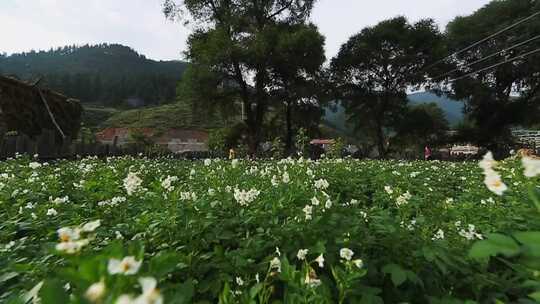 土豆地洋芋花视频素材模板下载