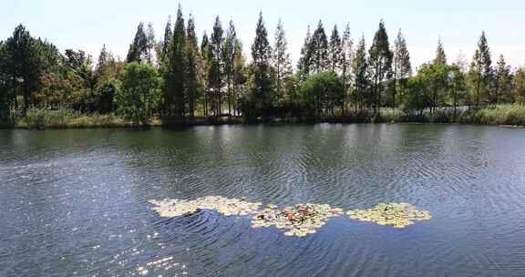 唯美苏州太湖湿地公园自然风光