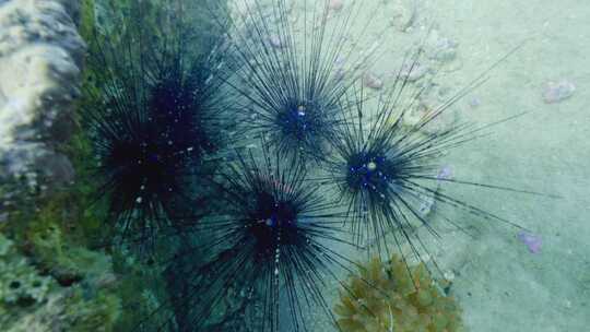 海洋生物海胆小丑鱼尼莫珊瑚